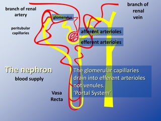 The nephron
blood supply
peritubular
capillaries
Vasa
Recta
glomerulus
branch of renal
artery
afferent arterioles
efferent arterioles
branch of
renal
vein
The glomerular capillaries
drain into efferent arterioles
not venules.
‘Portal System’
 