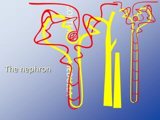 CORTEXMEDULLA
The nephron
 