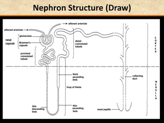 Nephron Structure (Draw)
 