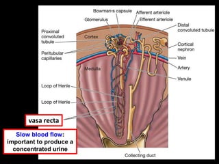 vasa recta
Slow blood flow:
important to produce a
concentrated urine
 
