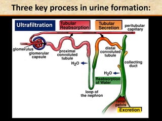 Three key process in urine formation:
Ultrafiltration
 