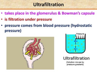 Ultrafiltration
• takes place in the glomerulus & Bowman’s capsule
• is filtration under pressure
• pressure comes from blood pressure (hydrostatic
pressure)
 