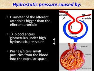 Hydrostatic pressure caused by:
Efferent
arteriole
Afferent
arteriole
Filtration
pressure
GFR maintained
• Diameter of the afferent
arterioles bigger than the
efferent arteriole
•  blood enters
glomerulus under high
hydrostatic presssure
• Pushes/filters small
particles from the blood
into the capsular space.
 