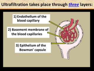 Ultrafiltration takes place through three layers:
1) Endothelium of the
blood capillary
2) Basement membrane of
the blood capillaries
3) Epithelium of the
Bowman' capsule
 