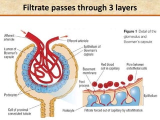 Filtrate passes through 3 layers
 