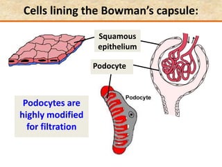 Cells lining the Bowman’s capsule:
Podocyte
Squamous
epithelium
Podocytes are
highly modified
for filtration
 