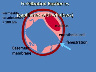 Basement
membrane
Fenestrated capillaries
(capillaries with windows)Permeable
to substances
< 100 nm
endothelial cell
fenestration
nucleus
Filtration Barrier
 