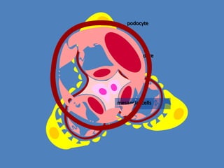 mesangial cells
podocyte
slit pore
 