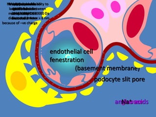 glucoseamino acids
(basement membrane)
podocyte slit pore
Na+
--
-
-
-
---
-
-
-
-
-
-
-
-
-
-
-
-
- -
-
-
--
-
-
-
Limited permeability to
molecules between
7000 > mwt > 70000 Da
4 nm > diameter > 8 nm
Freely permeable to
small molecules
mwt < 7000 Da
diameter < 4 nm
Not permeable to
large molecules
mwt > 70000 Da
diameter > 8 nm
Water Permeablealbumin
60000 Da
completely
excluded…
because of –ve charge
endothelial cell
fenestration
 