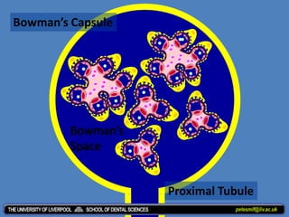 Bowman’s Capsule
Bowman’s
Space
Proximal Tubule
petesmif@liv.ac.uk
 