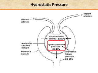 Hydrostatic Pressure
 
