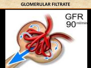 GLOMERULAR FILTRATE
 