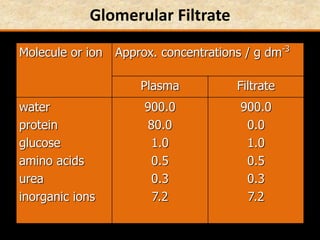 Glomerular Filtrate
Molecule or ion Approx. concentrations / g dm-3
Plasma Filtrate
water
protein
glucose
amino acids
urea
inorganic ions
900.0
80.0
1.0
0.5
0.3
7.2
900.0
0.0
1.0
0.5
0.3
7.2
 
