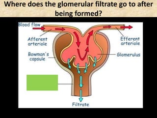 Where does the glomerular filtrate go to after
being formed?
 