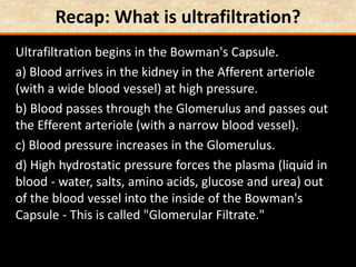 Recap: What is ultrafiltration?
Ultrafiltration begins in the Bowman's Capsule.
a) Blood arrives in the kidney in the Afferent arteriole
(with a wide blood vessel) at high pressure.
b) Blood passes through the Glomerulus and passes out
the Efferent arteriole (with a narrow blood vessel).
c) Blood pressure increases in the Glomerulus.
d) High hydrostatic pressure forces the plasma (liquid in
blood - water, salts, amino acids, glucose and urea) out
of the blood vessel into the inside of the Bowman's
Capsule - This is called "Glomerular Filtrate."
 