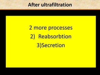 After ultrafiltration
2 more processes
2) Reabsorbtion
3)Secretion
 