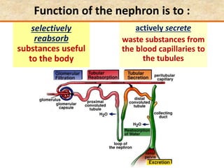 Function of the nephron is to :
actively secrete
waste substances from
the blood capillaries to
the tubules
selectively
reabsorb
substances useful
to the body
 