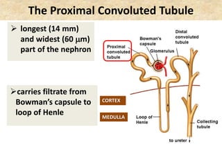 The Proximal Convoluted Tubule
 longest (14 mm)
and widest (60 m)
part of the nephron
carries filtrate from
Bowman’s capsule to
loop of Henle
CORTEX
MEDULLA
 