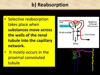b) Reabsorption
• Selective reabsorption
takes place when
substances move across
the walls of the renal
tubule into the capillary
network.
• It mostly occurs in the
proximal convoluted
tubule
 