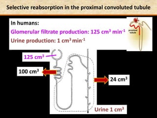 Selective reabsorption in the proximal convoluted tubule
In humans:
Glomerular filtrate production: 125 cm3 min-1
Urine production: 1 cm3 min-1
24 cm3
100 cm3
Urine 1 cm3
125 cm3
 