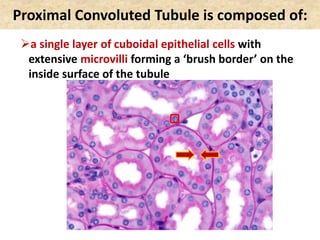 Proximal Convoluted Tubule is composed of:
a single layer of cuboidal epithelial cells with
extensive microvilli forming a ‘brush border’ on the
inside surface of the tubule
Figure 44.9
 