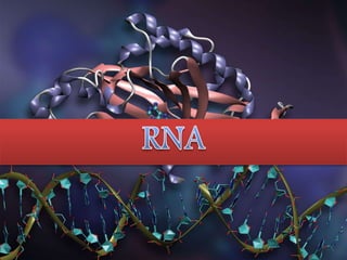 Transcription & Processing of rRNA
Termination
The last stage of transcription is termination, which leads to the dissocia...
