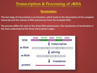 Translation
The mRNA coding for a protein is not read to its end to finish protein synthesis.
Just as there was initiation...