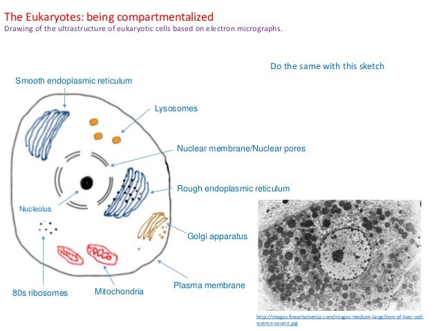 1.2. Cell ultrastructure