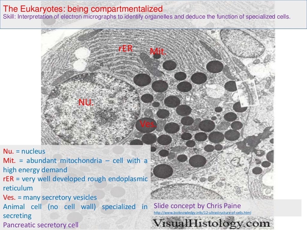 1.2. Cell ultrastructure
