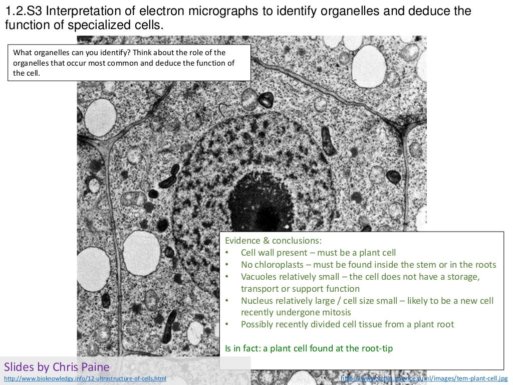 1.2. Cell ultrastructure