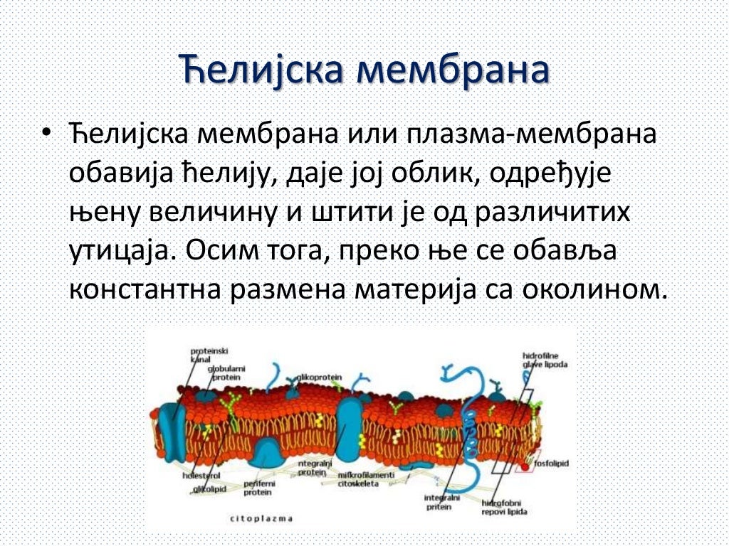 Ћелија