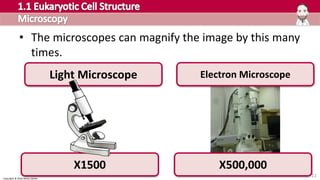 Copyright © 2016 Henry Exham
11
• The microscopes can magnify the image by this many
times.
Light Microscope Electron Microscope
X1500 X500,000
 