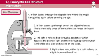 Copyright © 2016 Henry Exham
14
1. Light enters here, either by a built in lamp or
a light shone on the mirror.
2. The light is reflected up through a condenser which
focusses the beam of light and then through specimen which
is mounted on a slide and placed on the stage.
3. It then passes up through one of the objective lenses.
There are usually three different objective lenses to choose
from.
4. It then passes through the eyepiece lens where the image
is magnified again before entering the eye.
Light Microscope
 