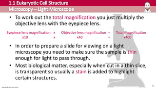 Copyright © 2016 Henry Exham
• To work out the total magnification you just multiply the
objective lens with the eyepiece lens.
• In order to prepare a slide for viewing on a light
microscope you need to make sure the sample is thin
enough for light to pass through.
• Most biological matter, especially when cut in a thin slice,
is transparent so usually a stain is added to highlight
certain structures.
15
Eyepiece lens magnification x Objective lens magnification = Total magnification
x10 x x40 = x400
 
