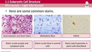 Copyright © 2016 Henry Exham
16
• Here are some common stains.
Haematoxylin and Eosin Stain Methylene Blue Iodine
Stains nuclei purple and
cytoplasm pink
Stains nuclei blue in animal
cells
Stains starch granules in
plant cells blue/black
 
