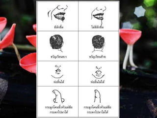 ตัวอย่างลักษณะทางพันธุกรรม
 