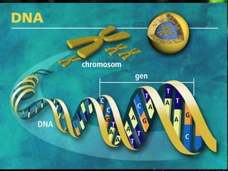 โครโมโซม
 