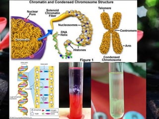 โครโมโซม
 