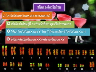 ชนิดของโครโมโซม
2) โครโมโซมเพศ(sexchromosome)
 เป็นโครโมโซมคู่ที่23 ทาหน้าที่ควบคุมหรือกาหนดเพศ
 ได้แก่โครโมโซมX และY โดยY มีขนาดเล็กกว่าโครโมโซมX มาก
 ซึ่งในเพศหญิงเป็นแบบXXเพศชายเป็นแบบXY
 