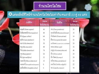 จานวนโครโมโซม
แต่ละสิ่งมีชีวิตมีจานวนโครโมโซมไม่เท่ากันคนเรามี23 คู่ 46 แท่ง
 