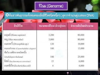 จีโนม(Genome)
คือสารพันธุกรรมทั้งหมดของสิ่งมีชีวิตชนิดหนึ่งๆ( ดูจากจานวนคู่เบสของDNA)
 