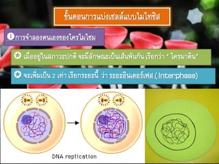 ขั้นตอนการแบ่งเซลล์แบบไมโทซิส
การจาลองตนเองของโครโมโซม
 เมื่ออยู่ในสภาวะปกติจะมีลักษณะเป็นเส้นพันกันเรียกว่า“ โครมาติน”
 จะเพิ่มเป็น2 เท่าเรียกระยะนี้ ว่าระยะอินเตอร์เฟส( Interphase)
 