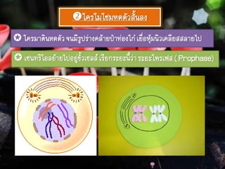 โครโมโซมหดตัวสั้นลง
 โครมาตินหดตัวจนมีรูปร่างคล้ายป๋าท่องโก๋เยื่อหุ้มนิวเคลียสสลายไป
 เซนทริโอลย้ายไปอยู่ขั้วเซลล์เรียกระยะนี้ว่าระยะโพรเฟส( Prophase)
 