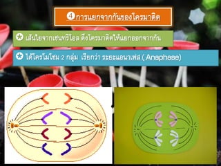 การแยกจากกันของโครมาติด
 เส้นใยจากเซนทริโอลดึงโครมาติดให้แยกออกจากกัน
 ได้โครโมโซม2 กลุ่ม เรียกว่าระยะแอนาเฟส( Anaphase)
 