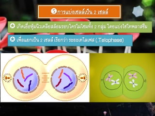 การแบ่งเซลล์เป็น2 เซลล์
 เกิดเยื่อหุ้มนิวเคลียสล้อมรอบโครโมโซมทั้ง2 กลุ่ม โดยแบ่งไซโทพลาสซึม
 เพื่อแยกเป็น2 เซลล์เรียกว่าระยะเทโลเฟส( Telophase)
 