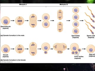 ไมโอซิส I
 