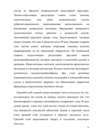 11
состав, не образуют упорядоченной ламеллярной структуры.
Эндотелийроговицы представлен одним слоем плоских
гексагональных или, реже, полигональных клеток
нейроэктодермального происхождения, расположенных на
внутренней поверхности роговицы. Внутренняя поверхность
эндотелиальных клеток граничит с водянистой влагой,
заполняющей переднюю камеру глаза. Эндотелиоциты человека
имеют толщину 4-6 мкм и диаметр около 20 мкм. Боковые стороны
этих клеток имеют зубчатые очертания, показано наличие
микроворсинок на их апикальной поверхности. На апикальной
стороне эндотелиоцита расположен круговой поясок
актиновыхфиламентов, которые участвуют в клеточной адгезии и
миграции. Межклеточные контакты эндотелиоцитов представлены
щелевыми и плотными контактами. Клетки эндотелия синтезируют
компоненты десцеметовоймембраны. Все слои роговицы
характеризуются высокой степенью интеграции и взаимодействием
клеток и межклеточного матрикса, что обеспечивает корректное
проведение и преломление светового потока.
Средний слой глазной стенки называют часто увеальным (от лат.
uva-виноград). Он похож на кожицу темного винограда тем, что
пигментирован и окружает желеобразное содержимое глаза. В двух
задних третях глаза этот слой состоит только из тонкой оболочки,
она называется сосудистой оболочкой. Ближе к передней части
глаза средний слой утолщается и образует цилиарное тело.
Средний слой продолжается вперед и составляет радужную
оболочку.
 
