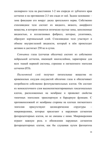 16
цилиарного тела на расстоянии 1-2 мм спереди от зубчатого края
сетчатки и на протяжении 2-3 мм сзади от неё. Заднее основание –
зона фиксации его вокруг диска зрительного нерва. Собственно
стекловидное тело состоит из жидкого, вязкого, аморфного
вещества, в котором имеются оптически пустые зоны, заполненные
жидкостью, и коллагеновых фибрилл, которые, уплотняясь,
образуют кортикальный слой. Стекловидное тело участвует в
обмене внутриглазной жидкости, который в нём происходит
активно и достигает 250 мл в сутки.
Сетчатка глаза (сетчатая оболочка) состоит из собственно
нейральной сетчатки, имеющей многослойное, характерное для
всех тканей нервной системы, строение и пигментного эпителия
сетчатки (ПЭ).
Пигментный слой получает питательные вещества из
кровеносных сосудов сосудистой оболочки глаза и обеспечивает
потребности собственно фоточувствительных клеток. Он состоит
из моноклеточного слоя высокопигментированных гексагональных
клеток, расположенных на мембране и проявляет свойства
типичных эпителиев: транспортную и барьерную функции. С
противоположной от мембраны стороны на клетках пигментного
эпителия присутствуют цилиндрические структуры –
микроворсинки, которые прилегают к наружным сегментам
фоторецепторных клеток, но не связаны с ними. Микроворсинки
играют важную роль в обновлении наружных сегментов
фоторецепторных клеток, как бы слущивая путем фагоцитоза
 
