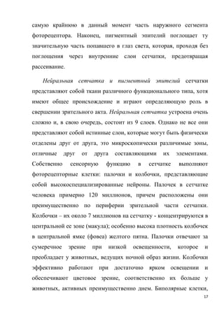 17
самую крайнюю в данный момент часть наружного сегмента
фоторецептора. Наконец, пигментный эпителий поглощает ту
значительную часть попавшего в глаз света, которая, проходя без
поглощения через внутренние слои сетчатки, предотвращая
рассеивание.
Нейральная сетчатка и пигментный эпителий сетчатки
представляют собой ткани различного функционального типа, хотя
имеют общее происхождение и играют определяющую роль в
свершении зрительного акта. Нейральная сетчатка устроена очень
сложно и, в свою очередь, состоит из 9 слоев. Однако не все они
представляют собой истинные слои, которые могут быть физически
отделены друг от друга, это микроскопически различимые зоны,
отличные друг от друга составляющими их элементами.
Собственно сенсорную функцию в сетчатке выполняют
фоторецепторные клетки: палочки и колбочки, представляющие
собой высокоспециализированные нейроны. Палочек в сетчатке
человека примерно 120 миллионов, причем расположены они
преимущественно по периферии зрительной части сетчатки.
Колбочки – их около 7 миллионов на сетчатку - концентрируются в
центральной ее зоне (макула); особенно высока плотность колбочек
в центральной ямке (фовеа) желтого пятна. Палочки отвечают за
сумеречное зрение при низкой освещенности, которое и
преобладает у животных, ведущих ночной образ жизни. Колбочки
эффективно работают при достаточно ярком освещении и
обеспечивают цветовое зрение, соответственно их больше у
животных, активных преимущественно днем. Биполярные клетки,
 