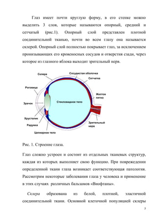 7
Глаз имеет почти круглую форму, в его стенке можно
выделить 3 слоя, которые называются опорный, средний и
сетчатый (рис.1). Опорный слой представлен плотной
соединительной тканью, почти во всем глазу она называется
склерой. Опорный слой полностью покрывает глаз, за исключением
пронизывающих его кровеносных сосудов и отверстия сзади, через
которое из глазного яблока выходит зрительный нерв.
Рис. 1. Строение глаза.
Глаз сложно устроен и состоит из отдельных тканевых структур,
каждая из которых выполняет свою функцию. При поврежедении
определенной ткани глаза возникает соответствующая патология.
Рассмотрим некоторые заболевания глаза у человека и применение
в этих случаях различных бальзамов «Виофтаны».
Склера образована из белой, плотной, эластичной
соединительной ткани. Основной клеточной популяцией склеры
Склера
Роговица
Сосудистая оболочка
Сетчатка
Хрусталик
Радужка
Цилиарное тело
Зрительный
нерв
Желтое
пятно
Зрачок
Стекловидное телоСтекловидное тело
 